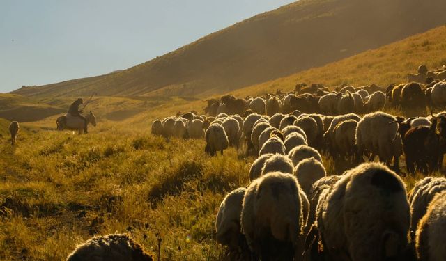 Tatvan'da Yayla Göçü Kartpostallık Görüntüler Oluşturdu
