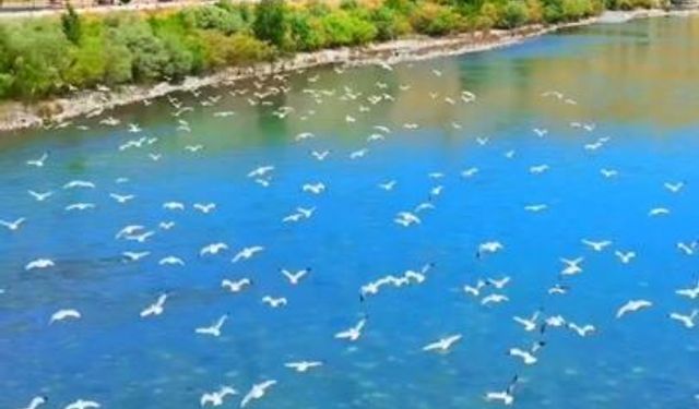 Murat Nehri üzerinde kartpostallık görüntü! Martılar gökyüzünü kapladı
