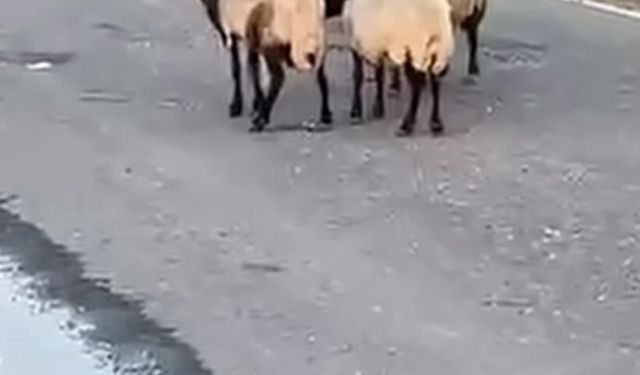 Siirt’te 32 küçükbaş hayvan şüpheli şekilde telef oldu