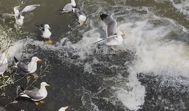 Van gölü'nde inci kefali göçü görsel şölen sunuyor