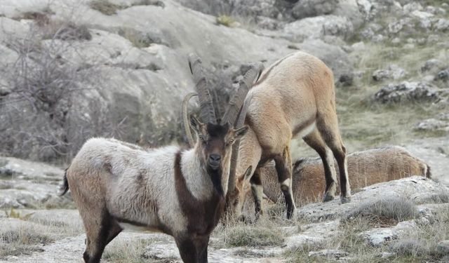 7 dağ keçisi resmen avlanacak: İhale 2,1 milyon TL