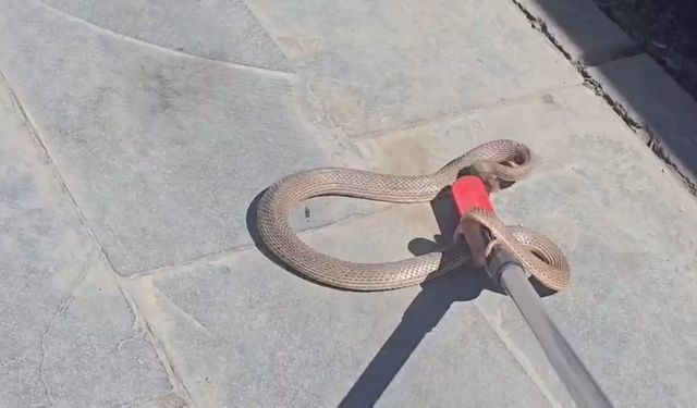 Bitlis'te İş Yerine Giren Yılan Paniğe Neden Oldu