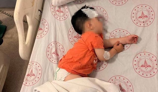 Sokak Köpeklerinin Saldırdığı 1,5 Yaşındaki Çocuk Yaralandı
