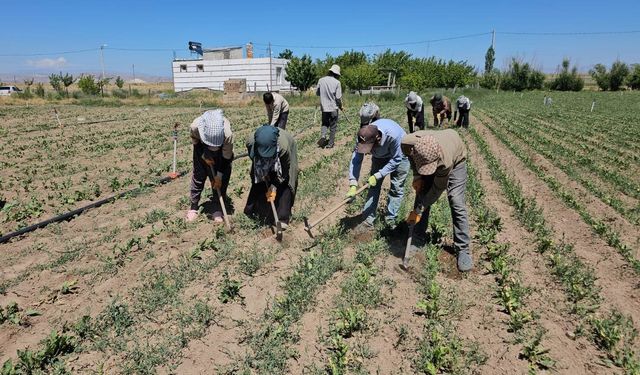 Bitlis’te kavurucu sıcaklar altında tarım işçilerinin ekmek mücadelesi