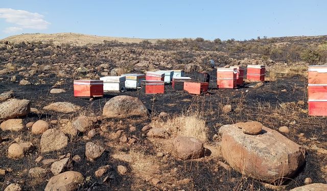 Arazi yangını arı kovanlarını küle çevirdi