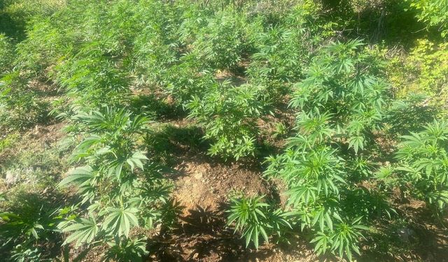 Bingöl'de 42 Bin 712 Kök Kenevir Ele Geçirildi