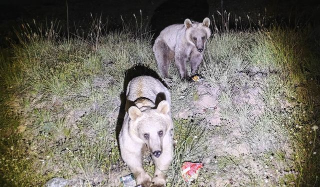 Nemrut Kalderası'nda Ayı Hareketliliği Başladı