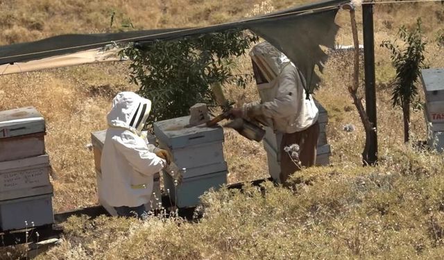 Kovan Başında Röportaj Yapan Gazeteciye Arı Saldırdı