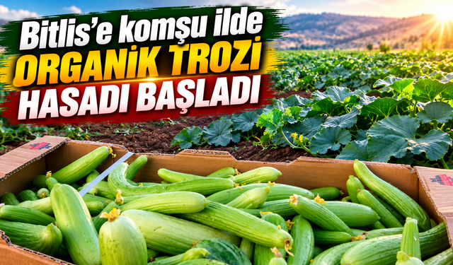 Bitlis'e komşu ilde organik trozi hasadı başladı