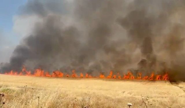 Bu ilde 2 ayda yangınlarda 100 bin hektar ekili alan...