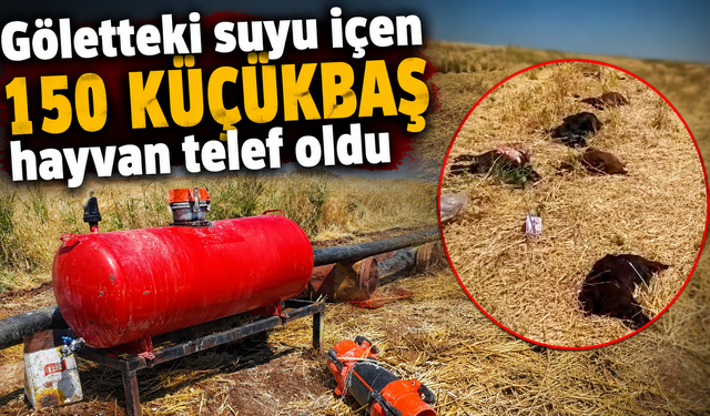 Göletteki suyu içen 150 küçükbaş hayvan telef oldu