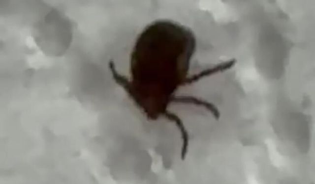 Kenenin ısırdığı vatandaş hastaneye başvurdu