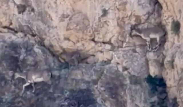 Malatya'da yaban keçileri sürü halinde kameraya yansıdı