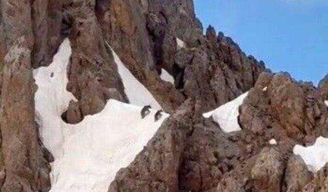 Yaz ortasında ilginç görüntü: Karların üzerinde yürüyen ayılar kamerada
