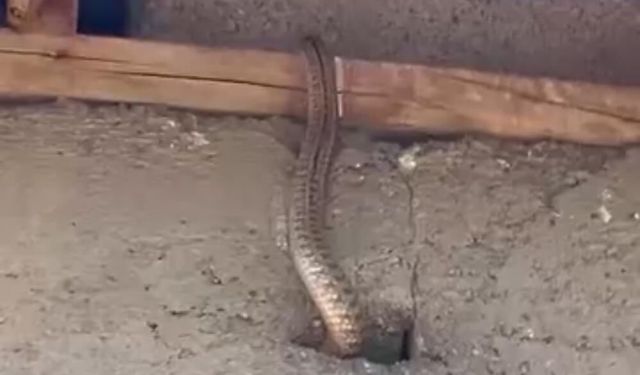 Yılanlar bir ailenin hayatını kabusa çevirdi