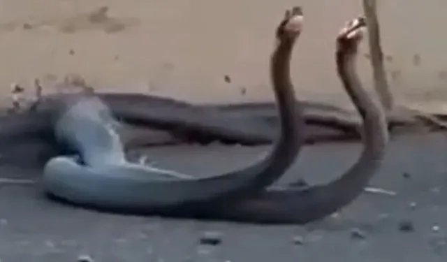 Yılanlar şehre indi! İşte o görüntüler