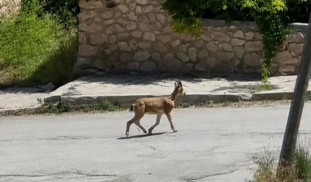 Yolunu şaşıran dağ keçisi ilçe merkezine indi