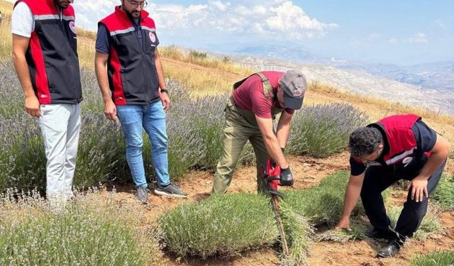 7 bin kök lavanta toprakla buluştu, hasat başladı