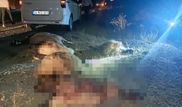 Otomobilin çarptığı sürüde çok sayıda koyun telef oldu