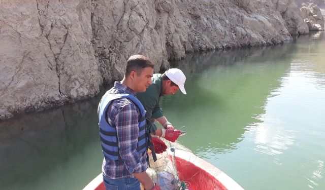 Van’da sazangiller için av yasağı sona erdi