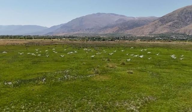 Afrika'dan Erzincan'a uzanan göç