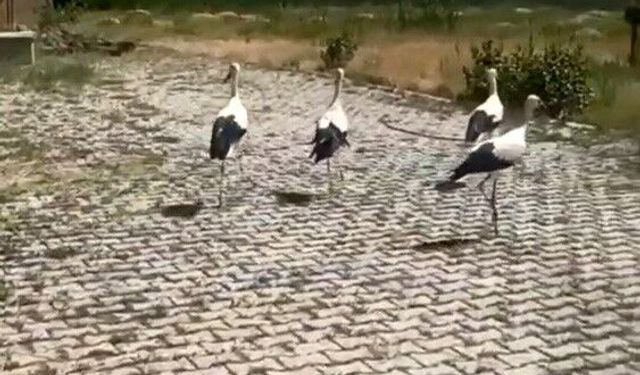 Bitlis’te tedavi edilen leylekler yeniden özgürlüğe kanat çırptı
