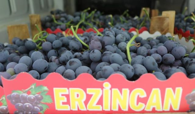 Cimin Üzümü'nde hasat başladı