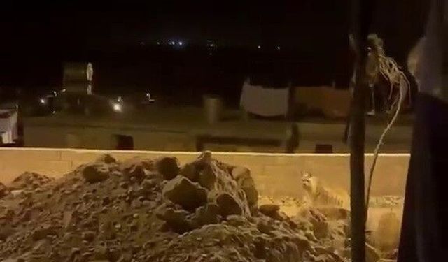 Çizgili sırtlan köye indi, cep telefonu kamerasına yakalandı