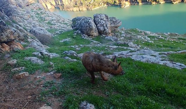 Çizgili sırtlanlara zarar verene 5 milyon TL ceza