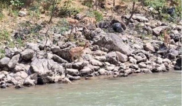 Dağ keçileri Munzur Nehri kıyısında görüntülendi