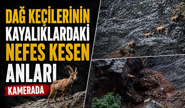 Dağ keçilerinin kayalıklardaki nefes kesen anları kamerada
