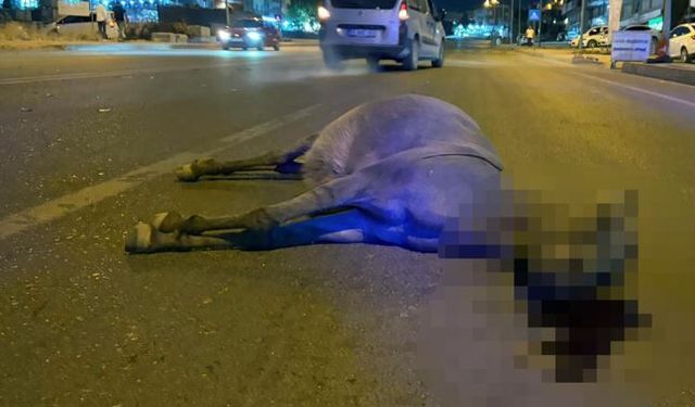 Derik'te minibüs eşeğe çarptı: Eşek telef oldu