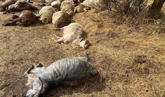 Güroymak'ta yıldırım sürüyü vurdu: 36 hayvan telef oldu