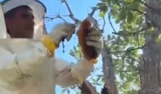 Meşe ağacından 3 kilo doğal bal çıktı