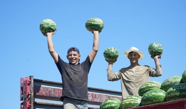 Muş Ovası'nda karpuz hasadı başladı