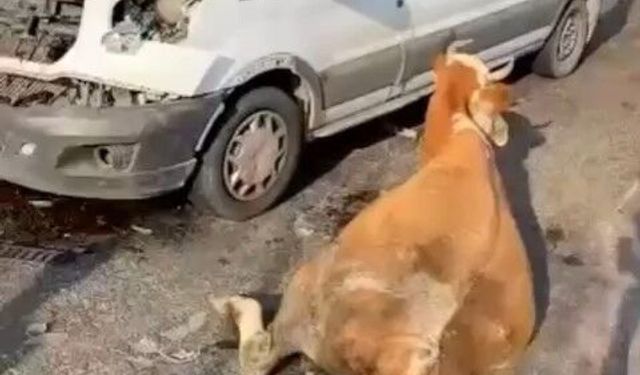 Bitlis-Muş yolunda minibüsün çarptığı 2 inek kesilerek kurtarıldı