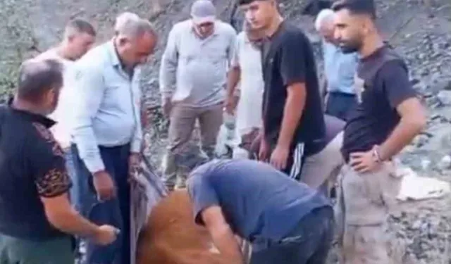 Siirt'te dağda mahsur kalan büyükbaş hayvan telef oldu