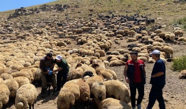 Şırnak yaylalarında hayvan sağlığı seferberliği