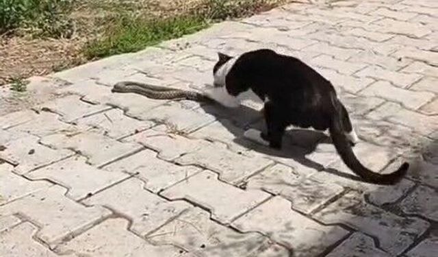 Sokak ortasında kedi-yılan kavgası