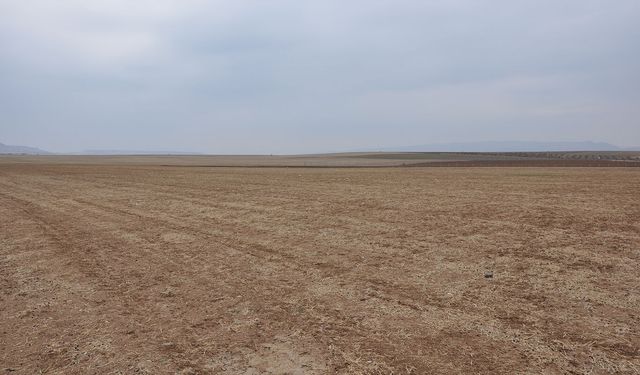 Yapay zeka çiftçiye pahalıya mal oldu; 25 dönüm tarla kurudu