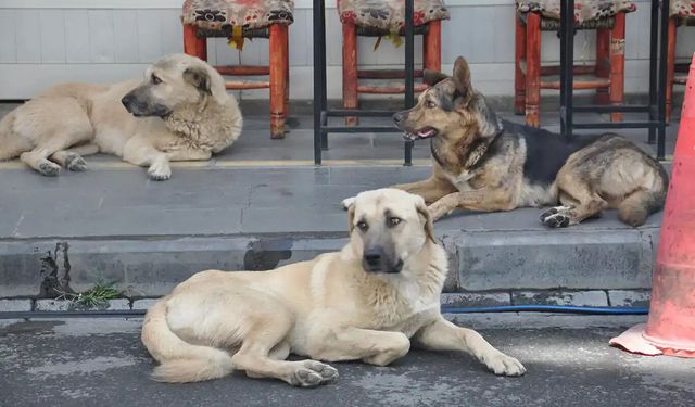 Diyarbakır’da belediyelere başıboş hayvanları toplama talimatı: Son tarih 31 Ekim