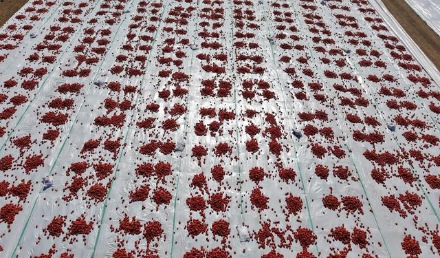 800 işçi sabahın erken saatlerinde başlıyor! Elazığ domatesi dünyaya açılıyor