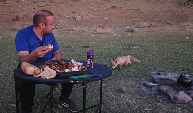Bitlis'te etin kokusunu alan tilki piknikçilerin peşini bırakmadı