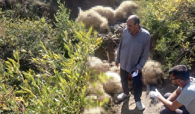 Yaylada yabani hayvandan ürken sürüde 40 koyun telef oldu