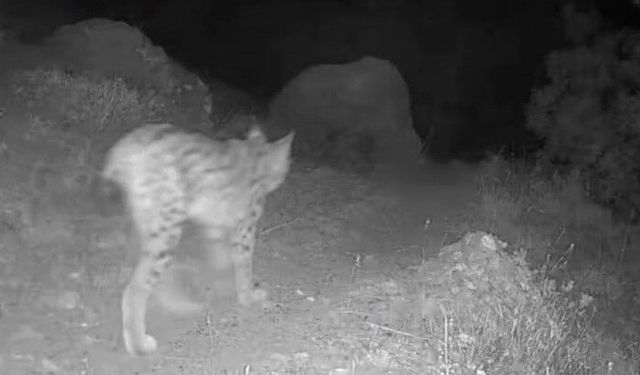 Tunceli'nin yaban hayatı fotokapana yansıdı