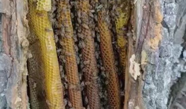 Ağacın içinden çıktı! Elazığ'da kilolarca doğal bal bulundu