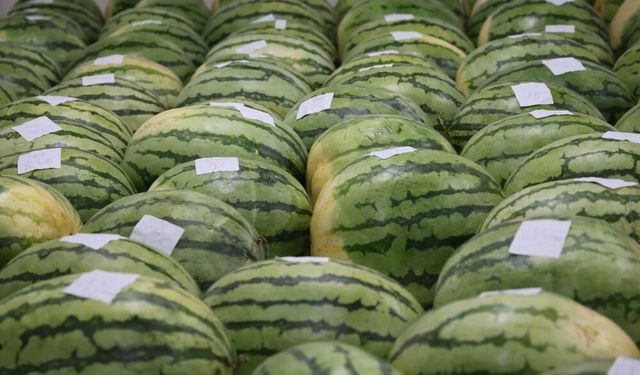 Bir çocuk gibi bakıyorlar: Dev karpuzlar yarışmaya hazırlanıyor