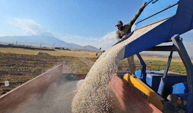 Bitlis'te tarlalar hareketlendi: Fasulyenin kilosu bakın ne kadar oldu?