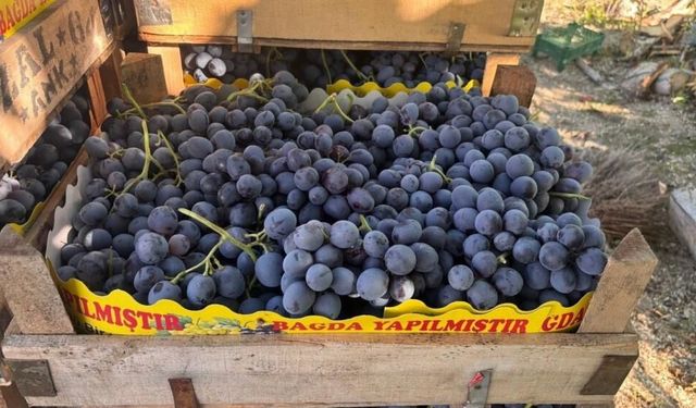 Cimin Üzümü'nde fiyat değişti: 150 liradan 75 liraya geriledi