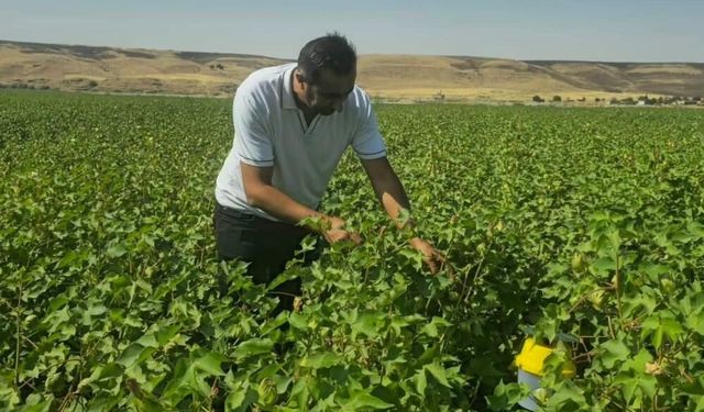 Cizre'de pamuk rekoltesini korumak için feromon tuzakları kullanılıyor